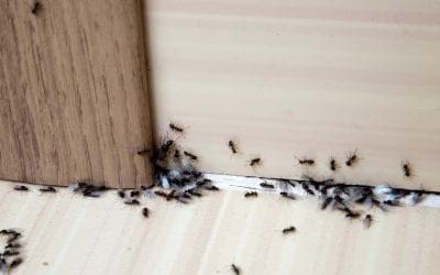 6 Tips to Rid Your House of Ants